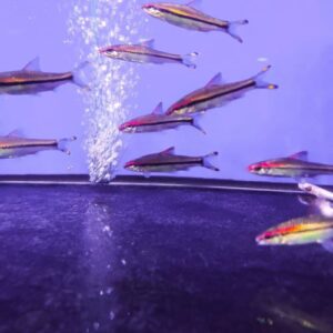 Denison Barb