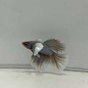Assorted Betta Double Tail