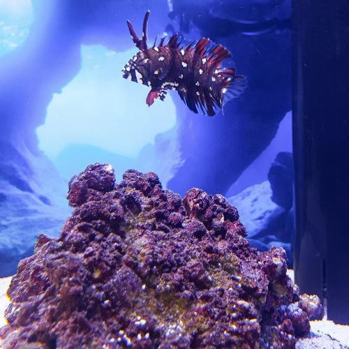 Dragon Wrasse Juvenile