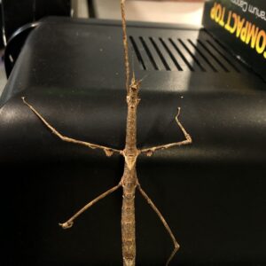 Zompro Stick Insect