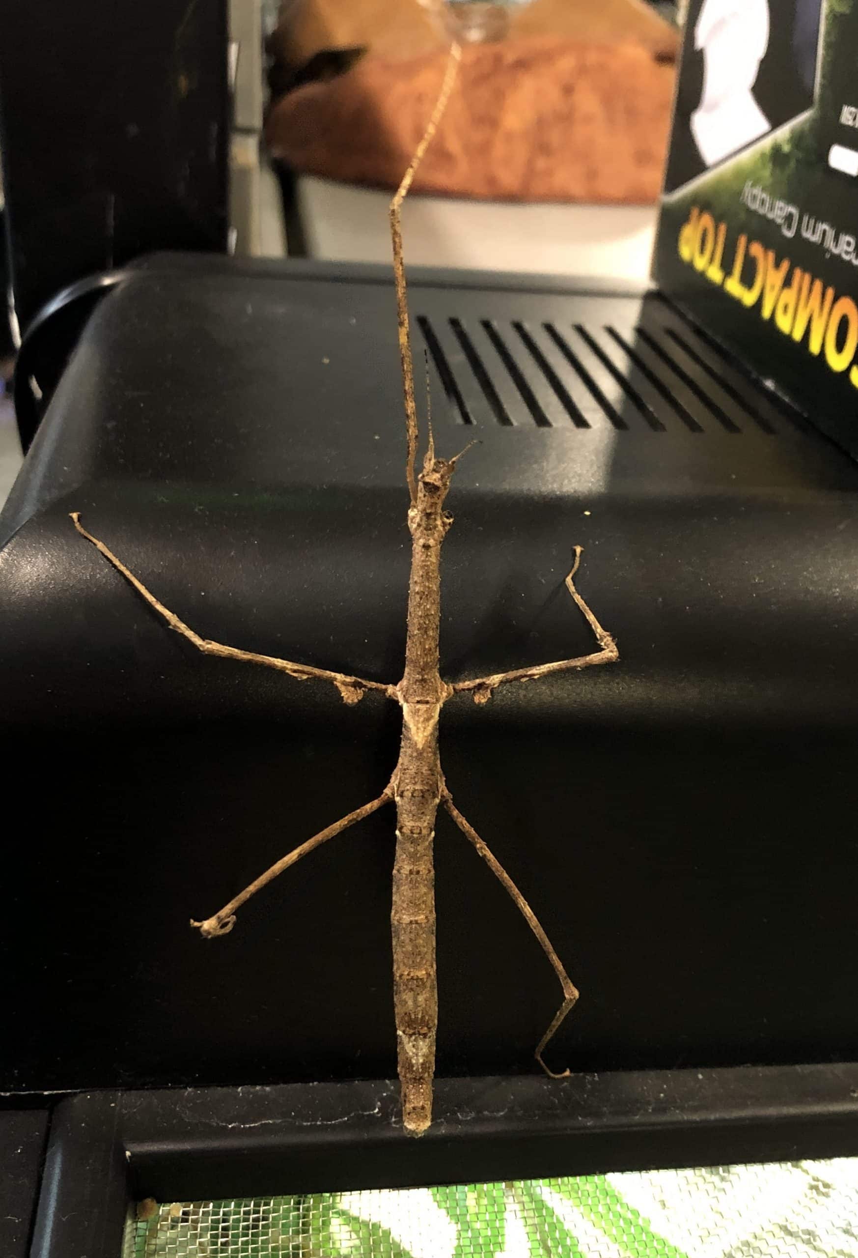 Zompro Stick Insect