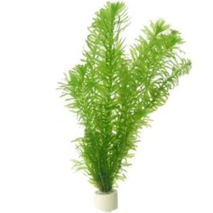 Egeria Densa Bunched Plant