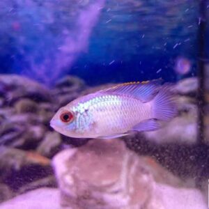 Electric Blue Acara