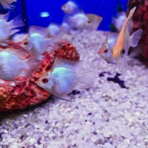Electric Blue Balloon Ram