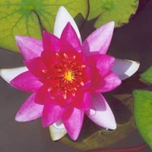 Ellisiana Dwarf Lily 2 Litre