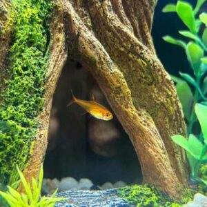 Ember Tetra