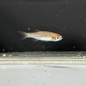 Emerald Rasbora