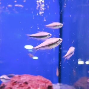 Emperor Tetra