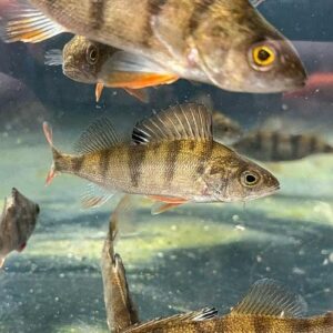 European Perch 4-5"