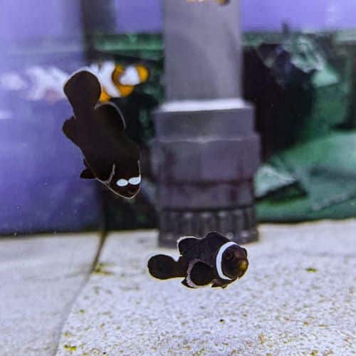 Extreme Misbar Black Clownfish