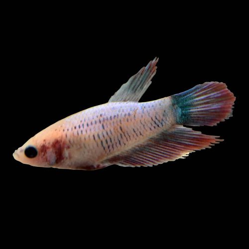 Female Betta