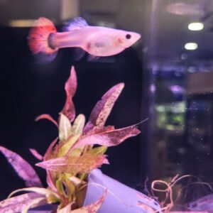 Female Guppy