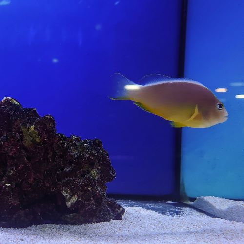 Fiji Skunk Clownfish