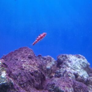 Firecracker Nano Goby - Pre-Order
