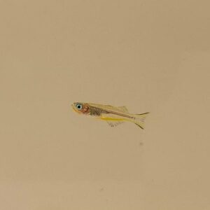 Forktail Rainbowfish - Pre-Order