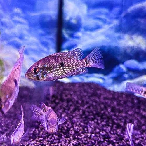 Geophagus Brasiliensis