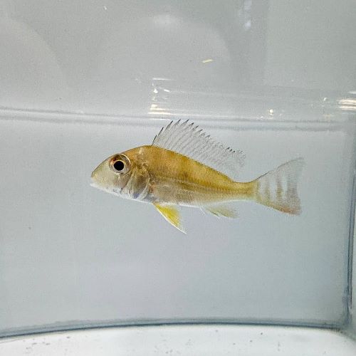 Geophagus Surinamensis
