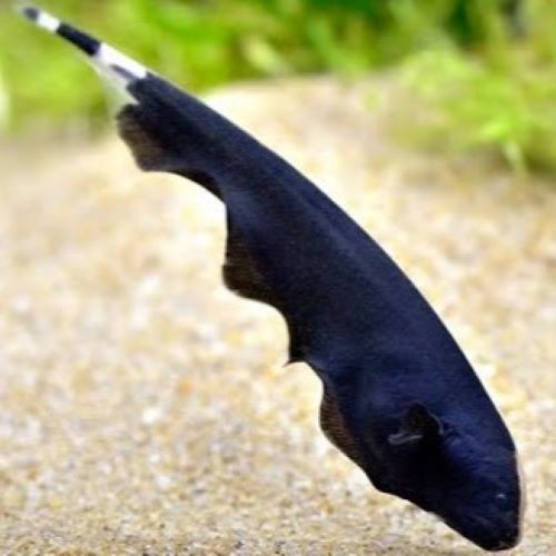 Ghost Knife Fish