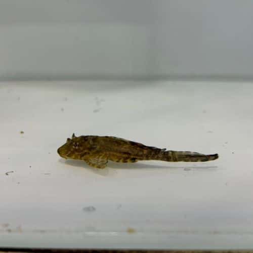 Gibbiceps Pleco