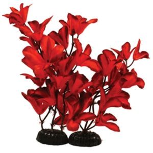 Glandulosa Red Silk Aquarium Plant