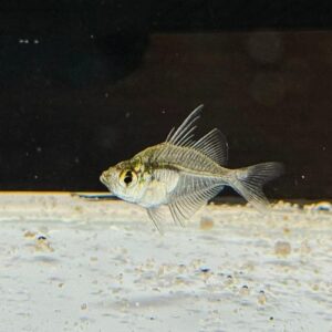 Glass Fish