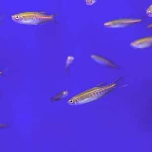 Glowlight Danio