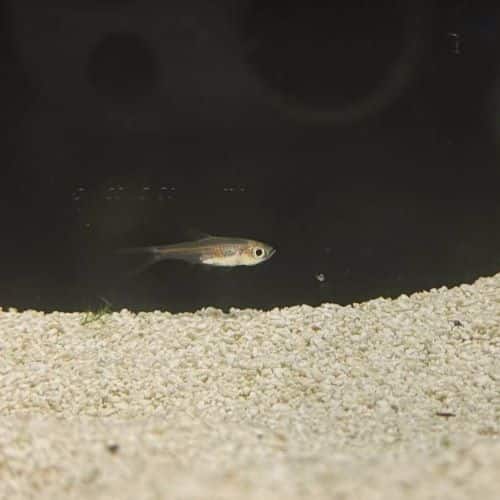 Glowlight Rasbora