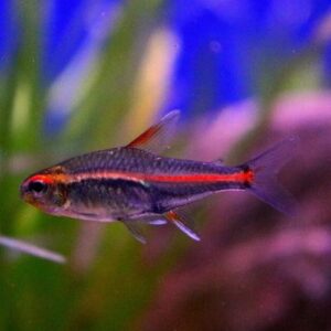 Glowlight Tetra