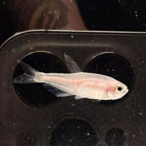 Gold Emperor Tetra