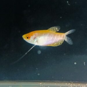 Gold Gourami