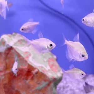 Gold Widow Tetra
