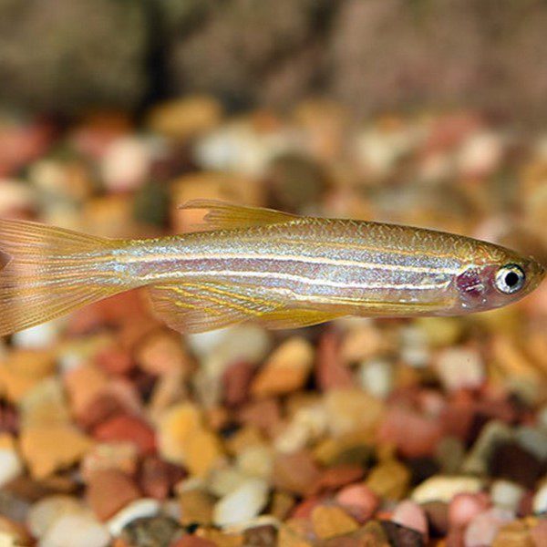 Gold Zebra Danio