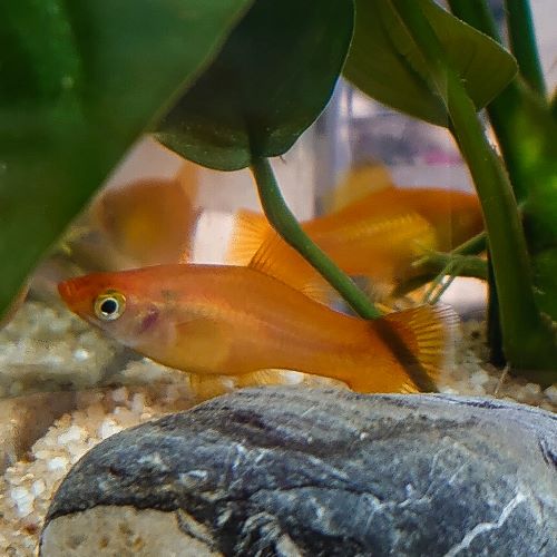 Golden Comet Swordtail