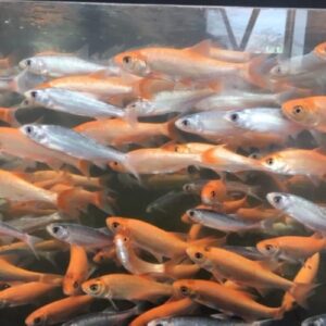 Golden Orfes 4-5"