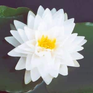 Gonnere Water Lily 3 Litre