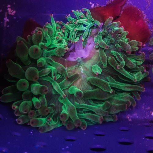 Green Bubble Anemone