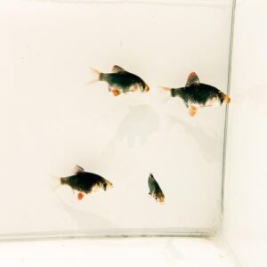 Green Tiger Barb