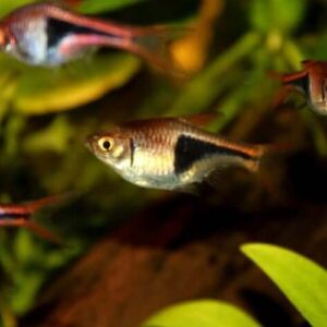 Harlequin Rasbora