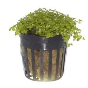 Hemianthus Callitrichoides Pot