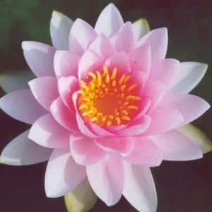 Hollandia Water Darwin Lily 4 Ltr