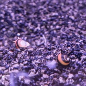 Horned Nerite Snail