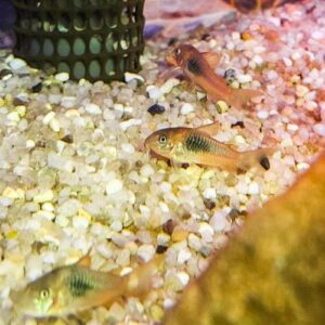 Horseman's Corydora