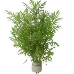 Hygrophila Difformis Bunched Plant