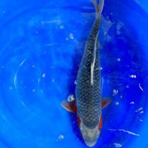 Asagi Koi 20.5"