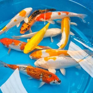 2x Hand Selected Koi Carp 8-10"
