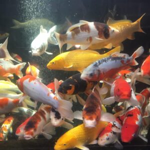10-12" Selected Koi
