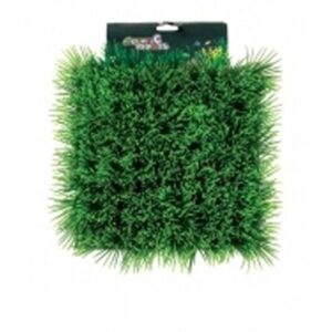 Green Dwarf Hairgrass Carpet 25 x 25cm