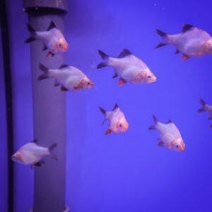 Jade Green Tiger Barb Large