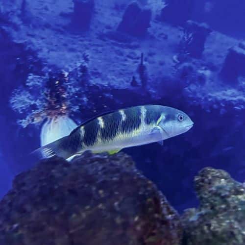 Jansen's Wrasse