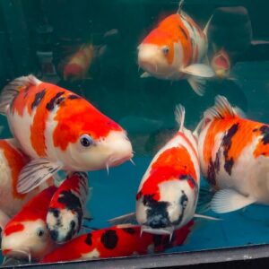 Japanese Koi Carp 14"